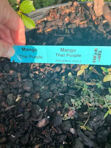 a view of a golf course with chairs