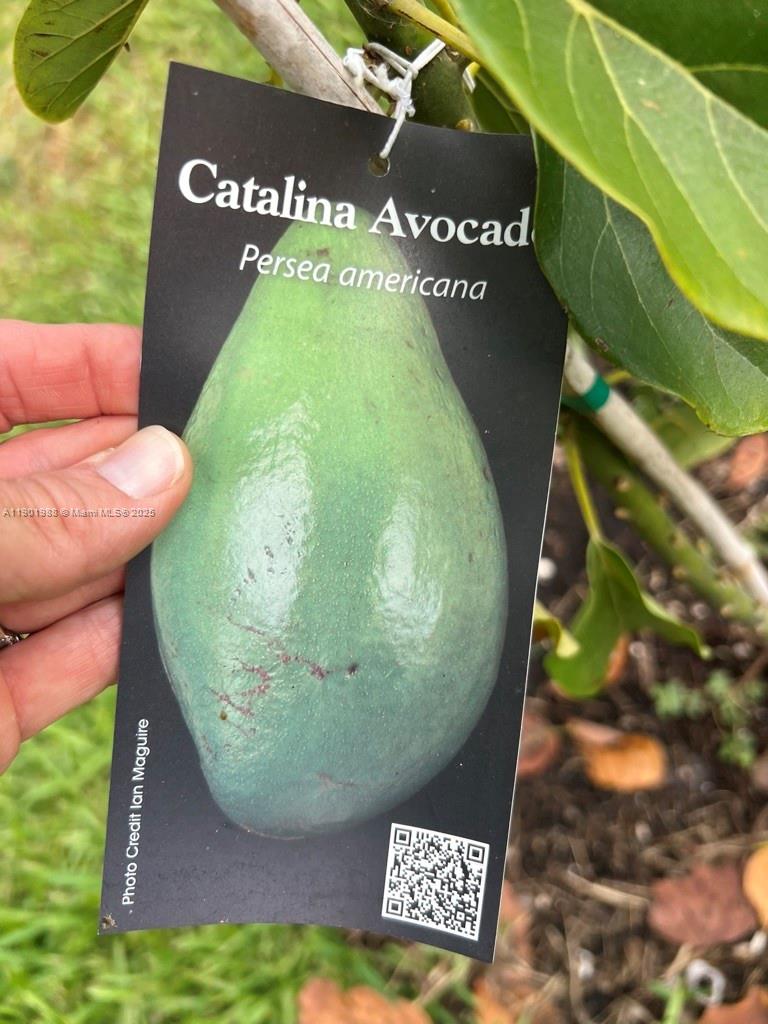 12600 Southwest Conners Highway Okeechobee, FL 34974 - Photo 57 of 60 a view of a back yard