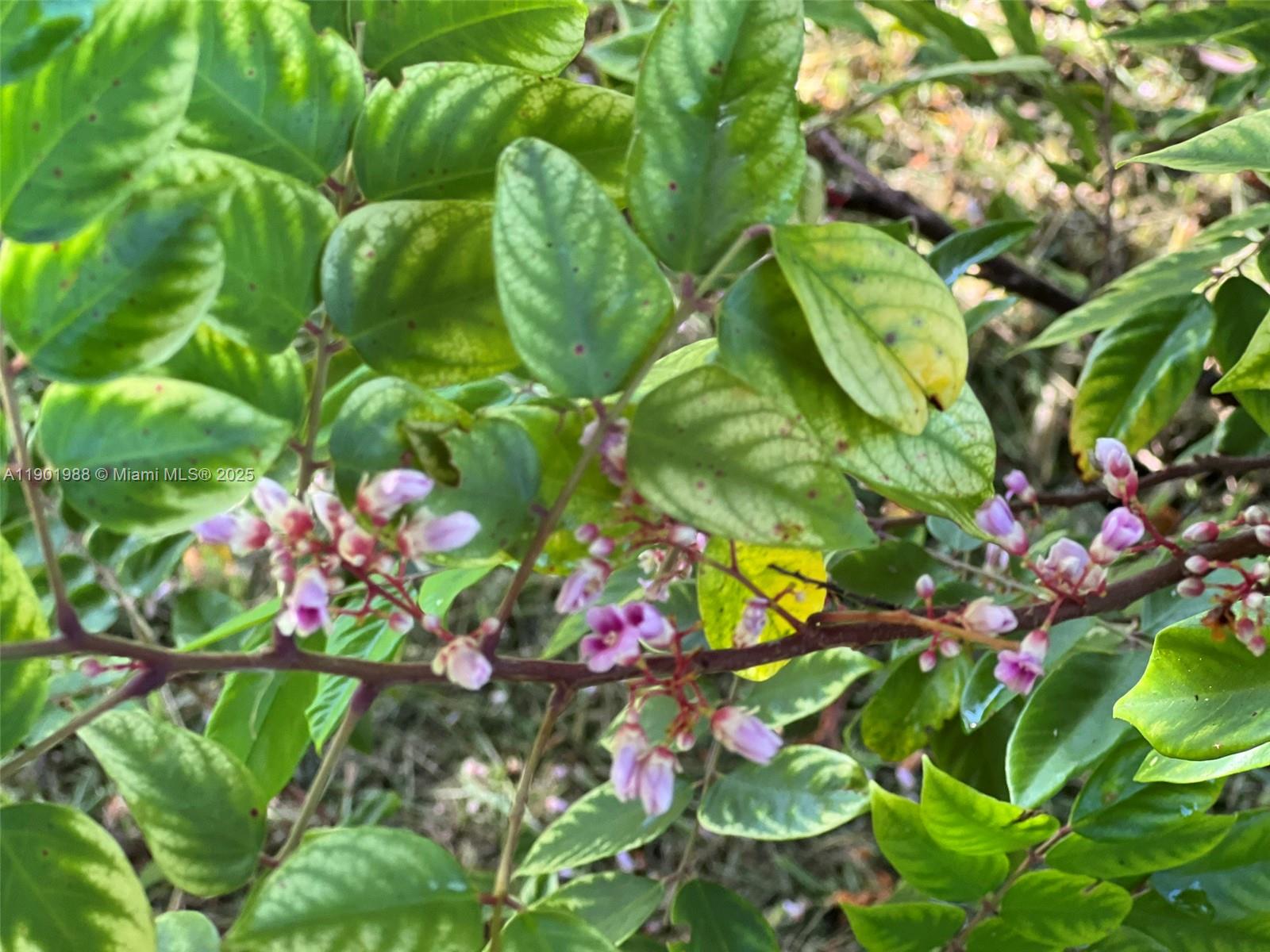 12600 Southwest Conners Highway Okeechobee, FL 34974 - Photo 59 of 60 Fwang Tung and Bell Carambola Star fruit