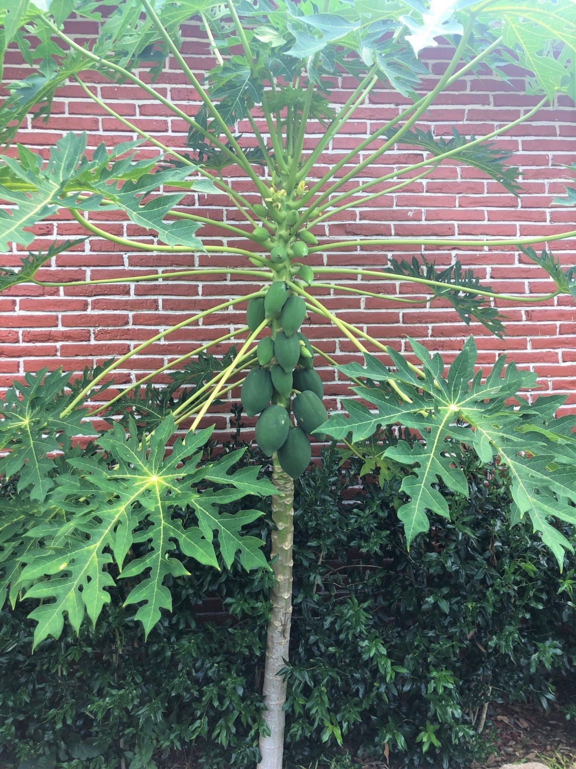 6609 Scribner Road Houston, TX 77074 - Photo 3 of 10 a view of a backyard