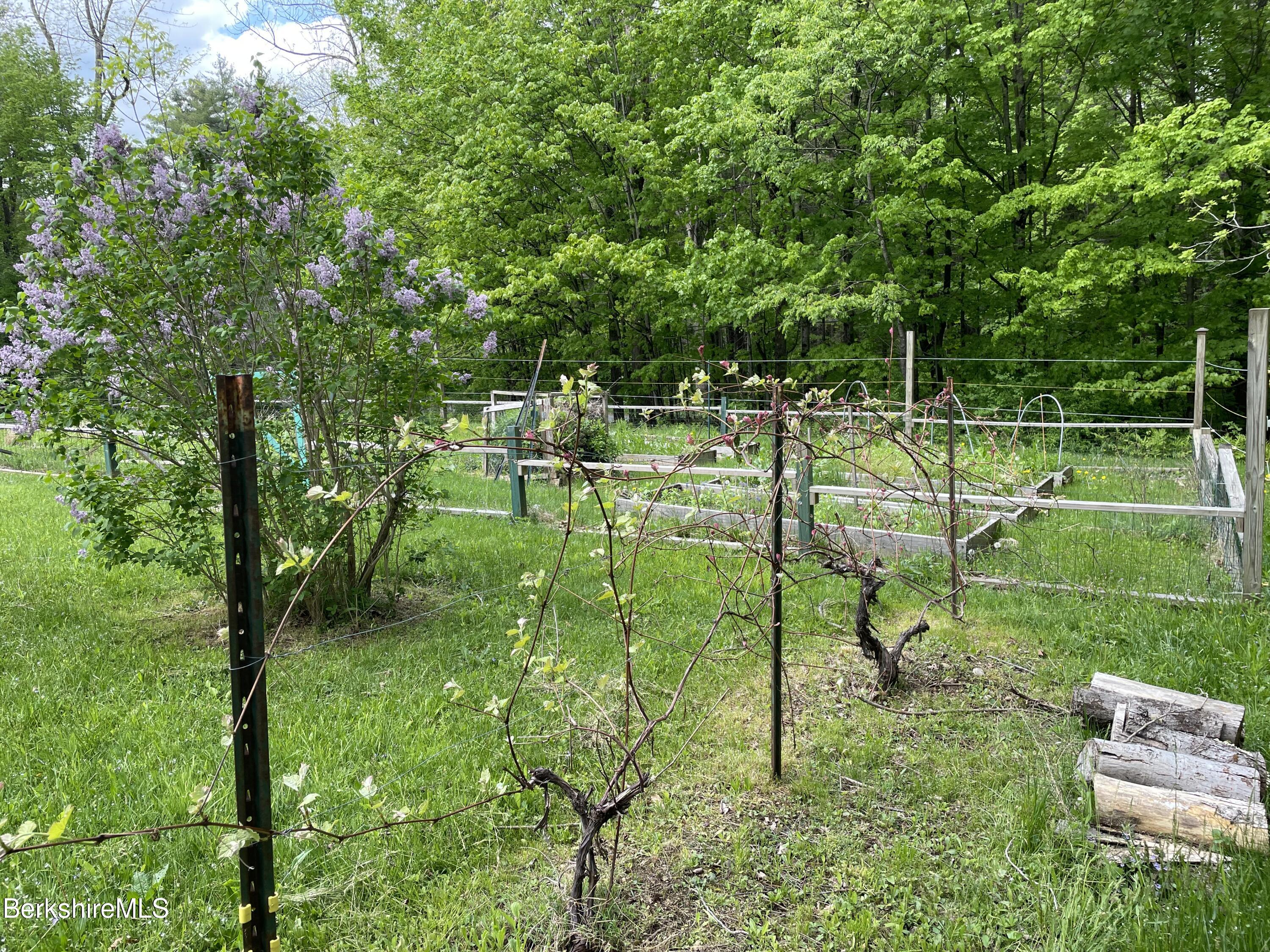 394 E Road Stamford, VT 05352 - Photo 32 of 43 Concord Grapes