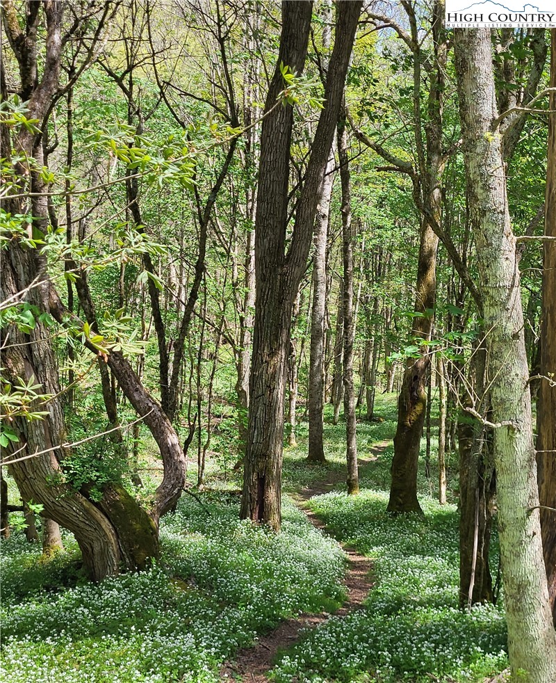 217 Rainbow Ridge Road Zionville, NC 28698 - Photo 41 of 46