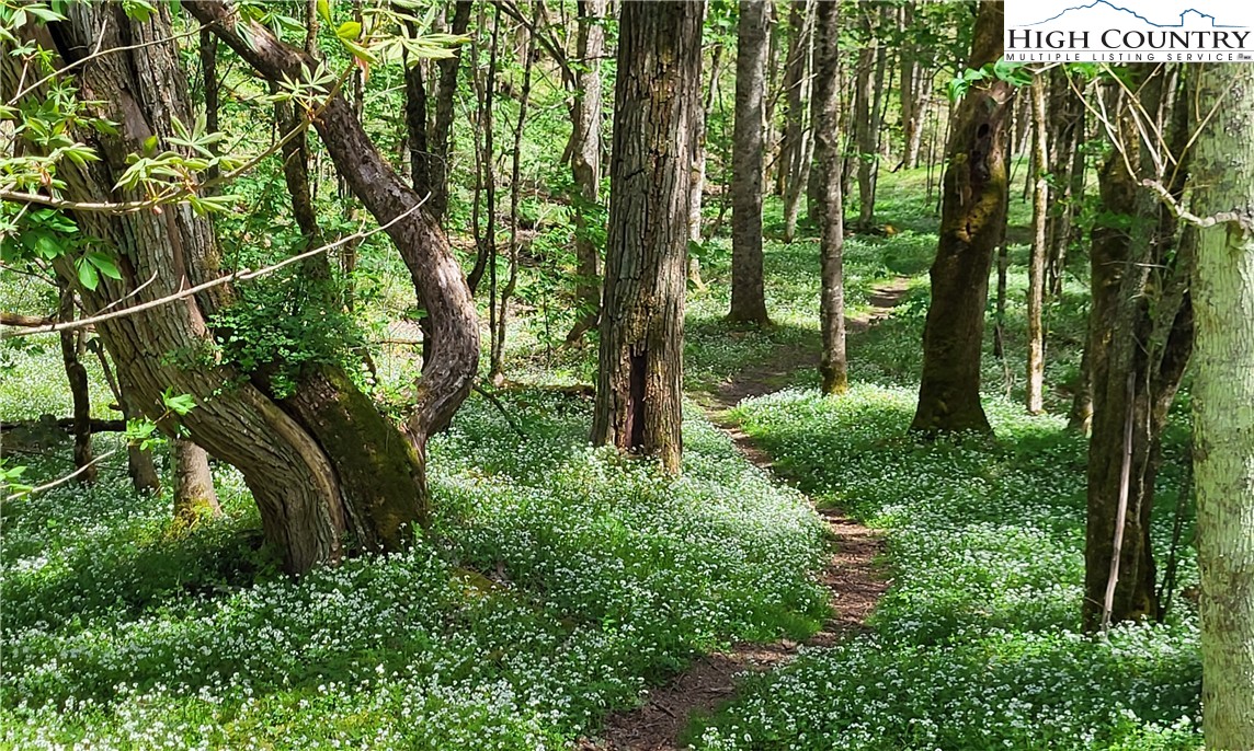 217 Rainbow Ridge Road Zionville, NC 28698 - Photo 42 of 46 a view of outdoor space and yard