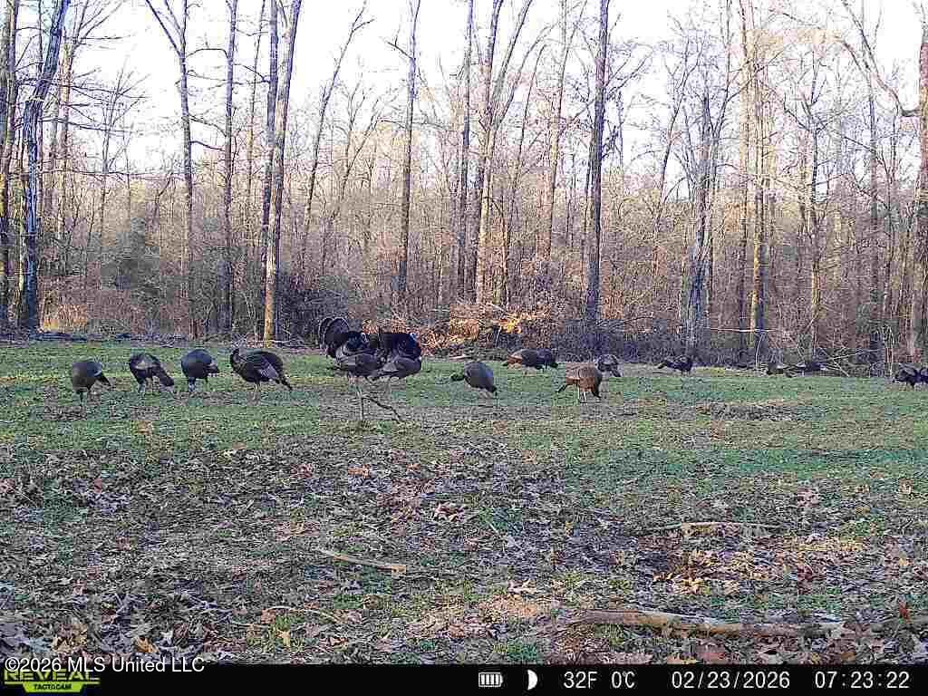 1 Chapel Hill Road Utica, MS 39175 - Photo 88 of 107 0B320ECF-A8A0-4F6F-813D-9B59BA93F7F8