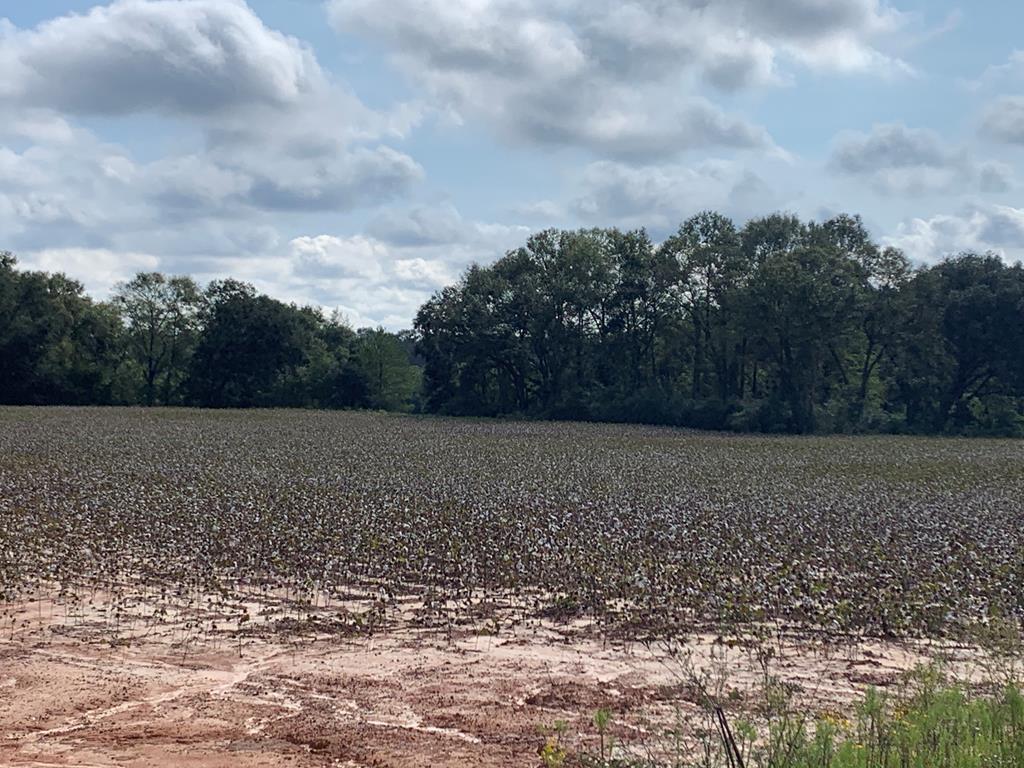 0 St Stephens Road Slocomb, AL 36375 - Photo 5 of 7