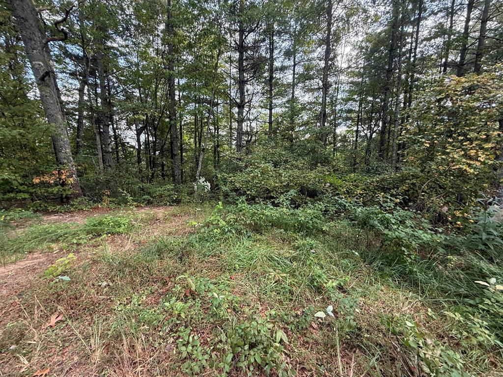 0 Mundy Road Marble, NC 28905 - Photo 1 of 12 a view of outdoor space and trees