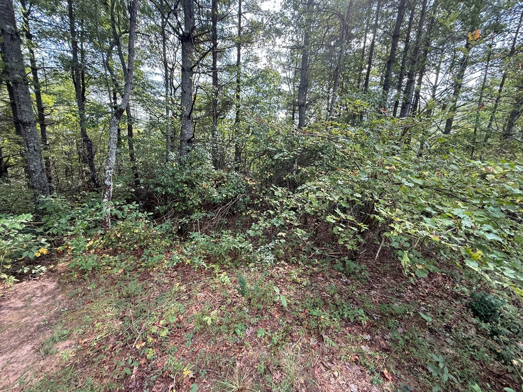 0 Mundy Road Marble, NC 28905 - Photo 11 of 12 a view of a forest with lots of trees