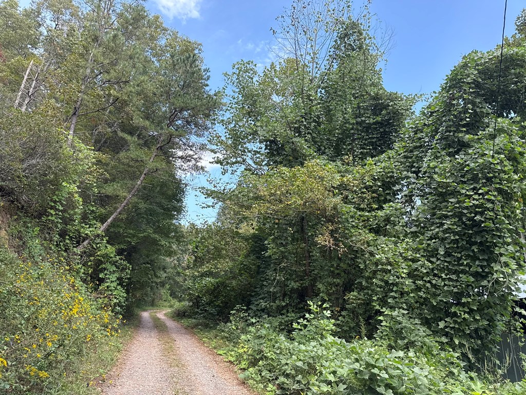 0 Mundy Road Marble, NC 28905 - Photo 5 of 12 a view of a forest with lots of trees