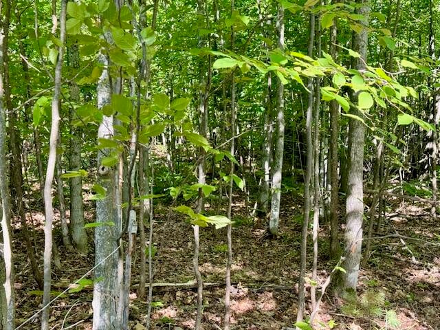 4083 Long Lake Road Cheboygan, MI 49721 - Photo 5 of 13 Parcel D Forest
