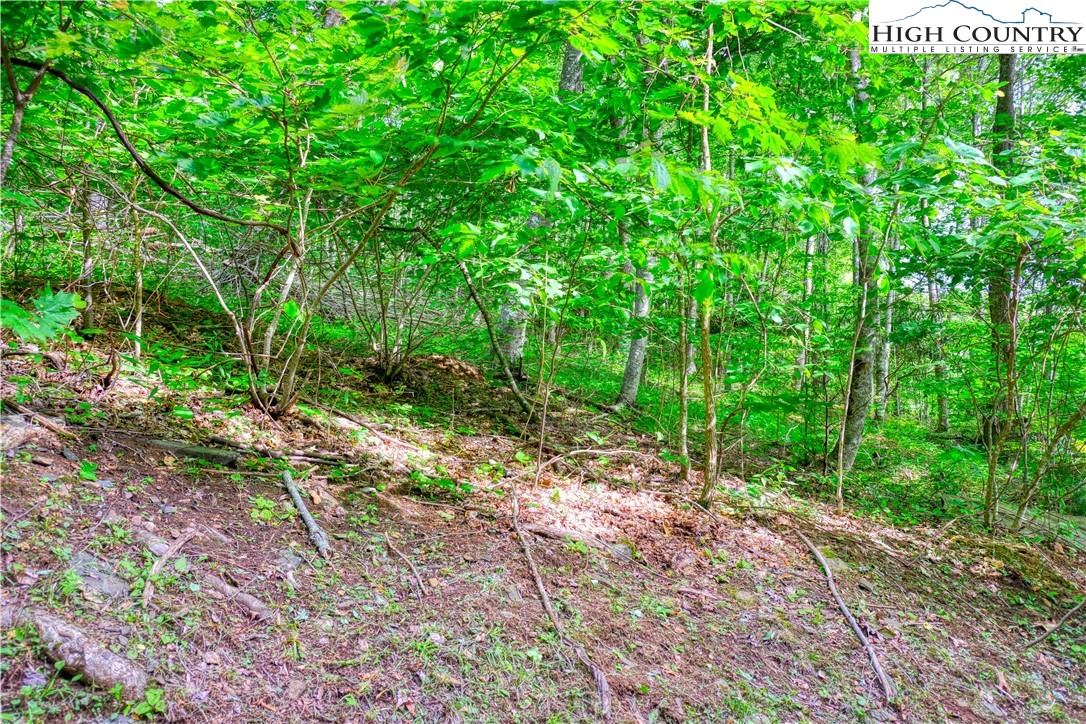 Lot 28 Quail Ridge Drive Fleetwood, NC 28626 - Photo 8 of 8 a big yard with lots of green space and deers