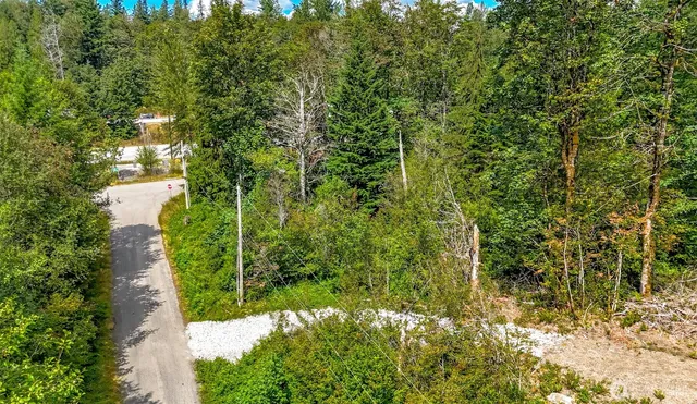 a lush green forest with lots of trees