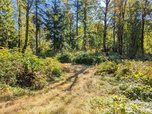 a view of a yard with large trees