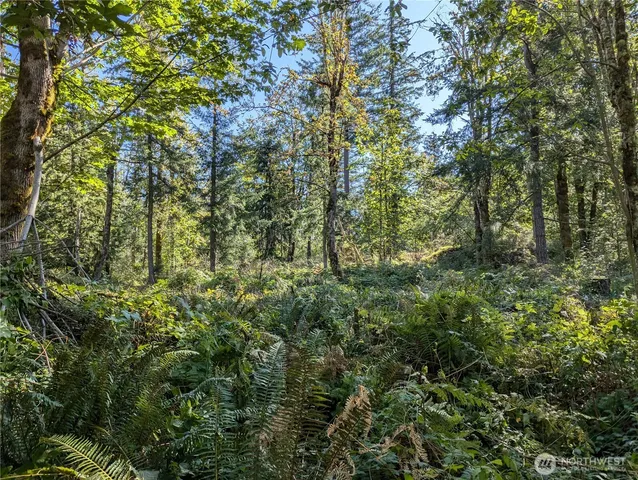 a view of a yard with a tree