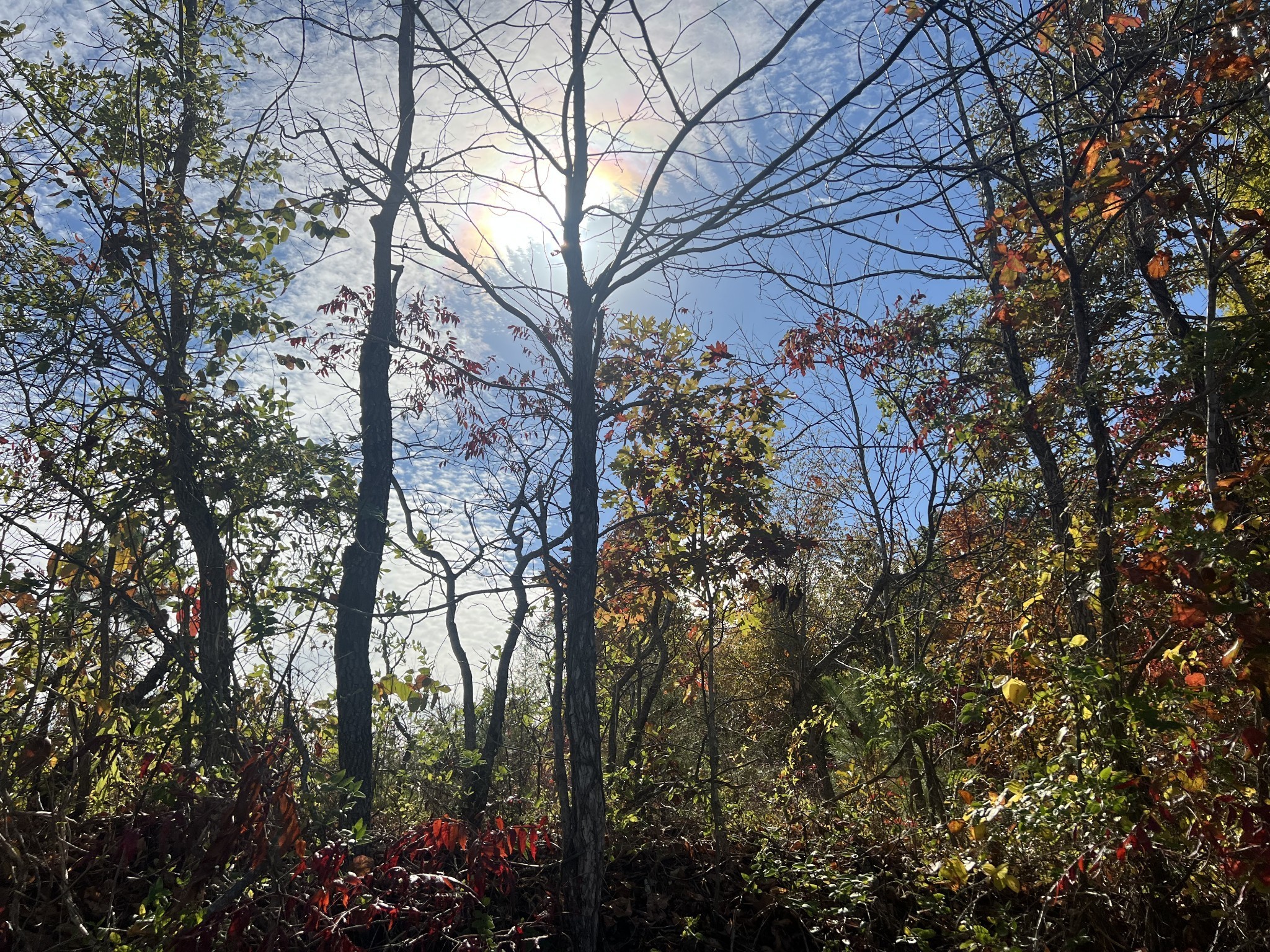 4 Clyde Webb Drive Tennessee Ridge, TN 37178 - Photo 1 of 2