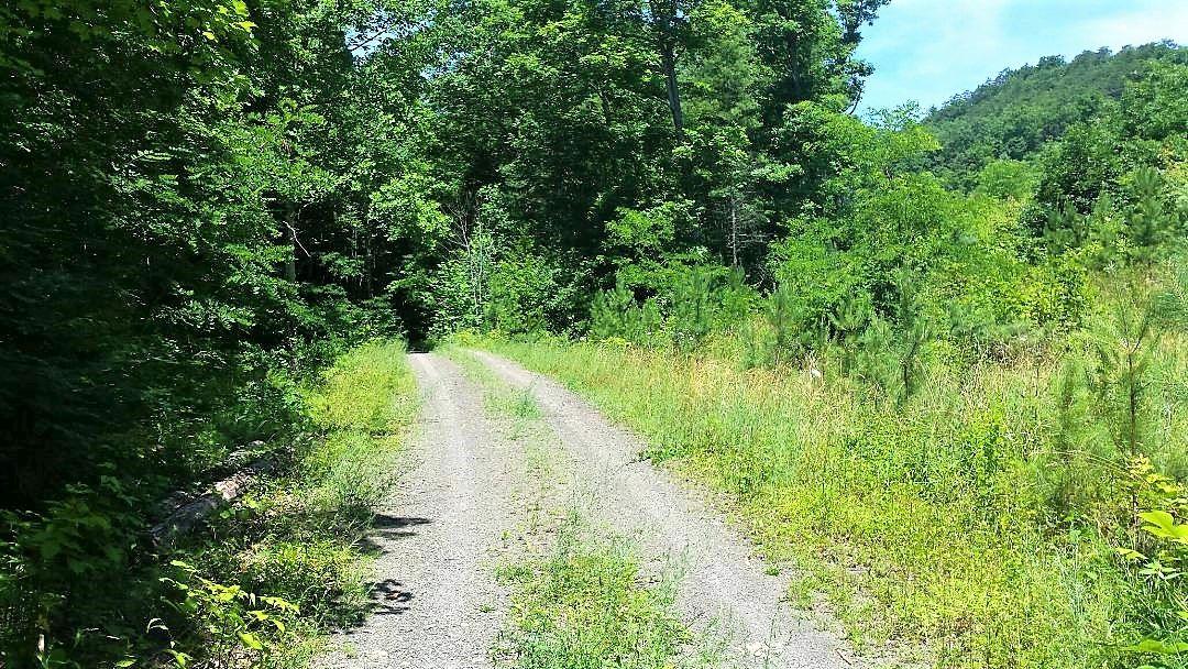 Interior Road On Bear Hollow Recreation