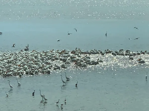 $2,495 | 6470 Mourning Dove Drive, Unit 203, Bradenton, FL 34210