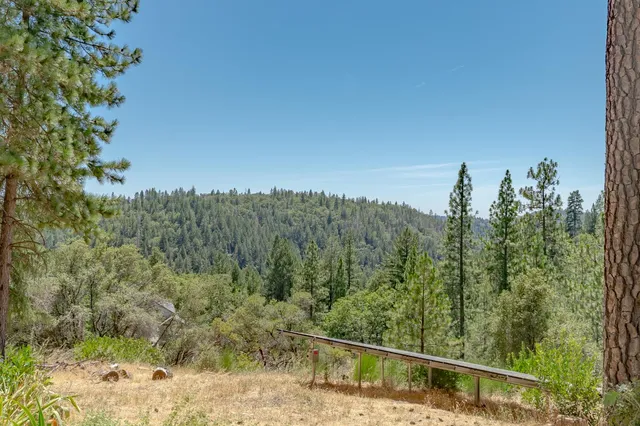 a view of a forest with trees in the background