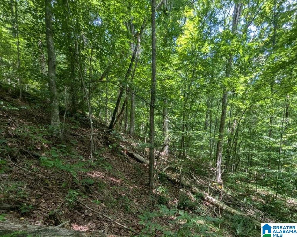 0 Blocker Road Eva, AL 35621 - Photo 6 of 6
