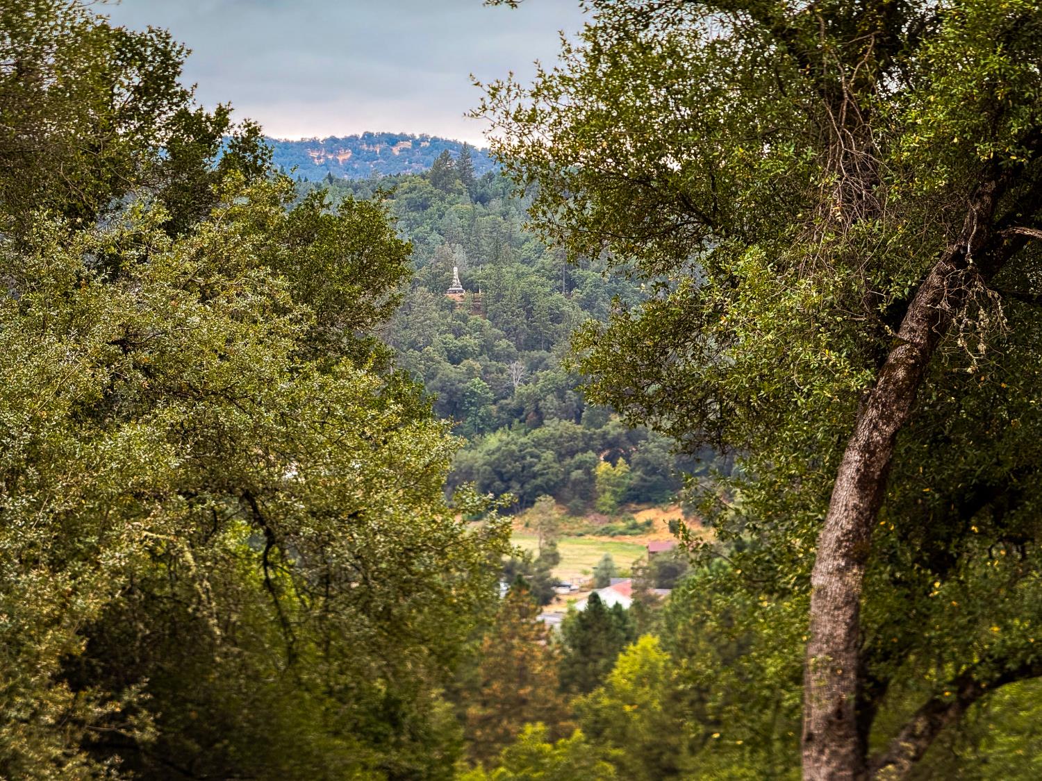 6791 Carvers Road Lotus, CA 95651 - Photo 1 of 13 a view of a tree in a yard