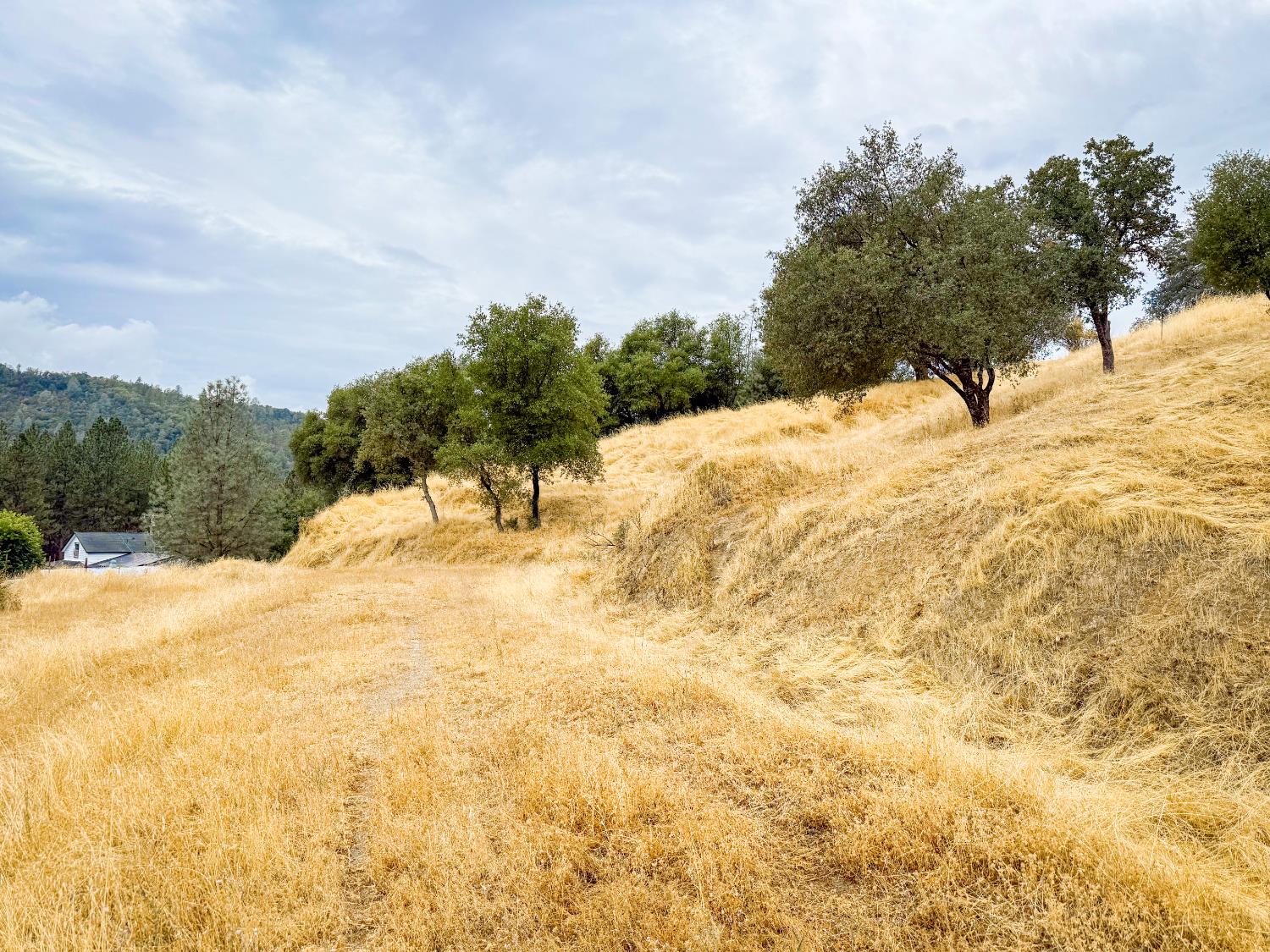 6791 Carvers Road Lotus, CA 95651 - Photo 5 of 13 a view of large trees
