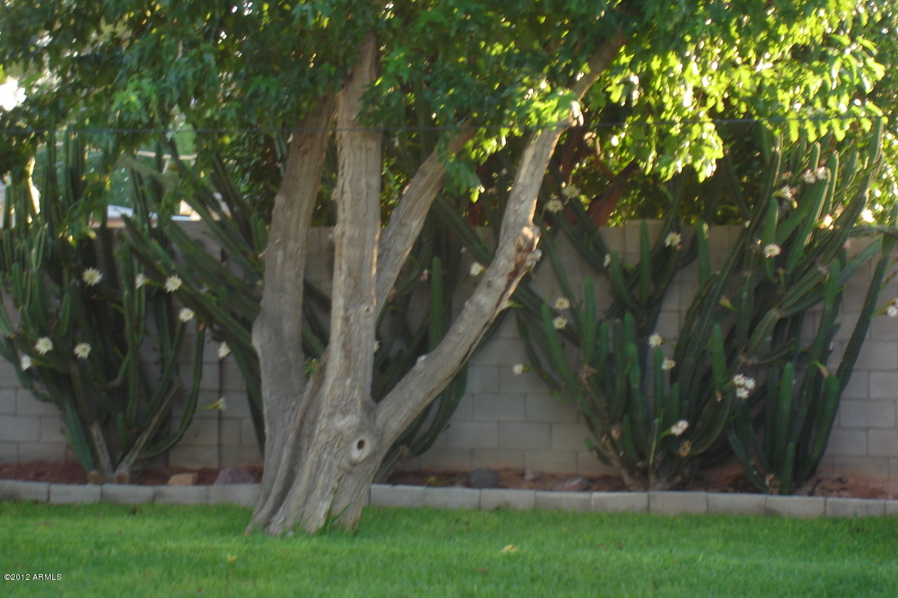 4241 East Piccadilly Road Phoenix, AZ 85018 - Photo 25 of 31 4241 e piccadillyrd 008