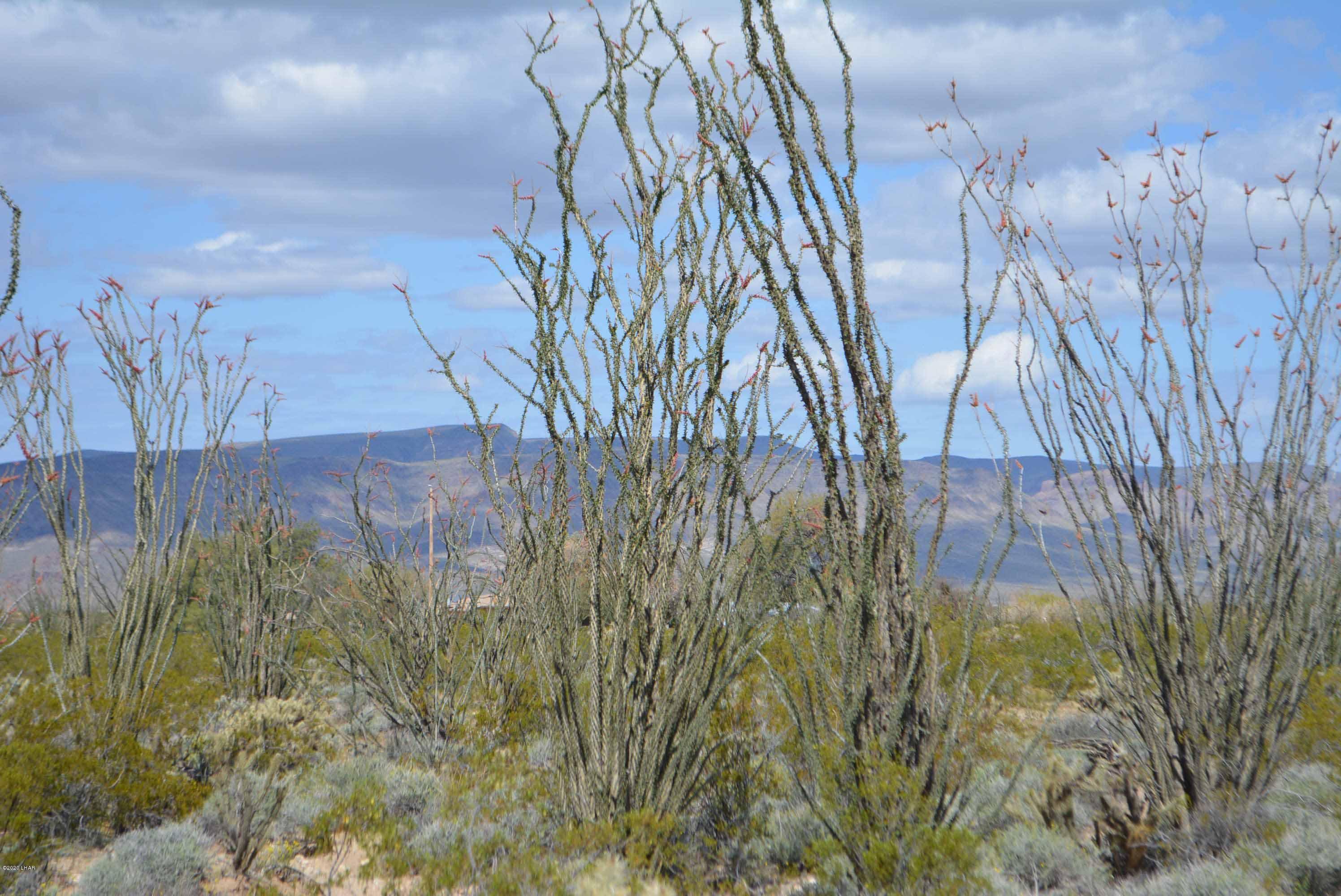 C3 Ruby Road Yucca, AZ 86438 - Photo 4 of 32 DSC_0233
