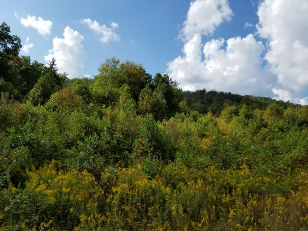 1 Sciota Road Unicoi, TN 37692 - Photo 20 of 36 Photo 20