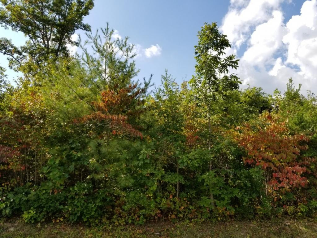 1 Sciota Road Unicoi, TN 37692 - Photo 29 of 36 Photo 29