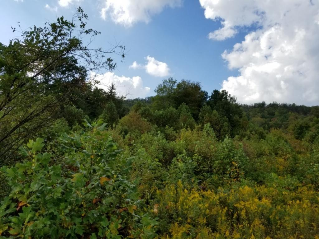1 Sciota Road Unicoi, TN 37692 - Photo 7 of 36 Photo 7
