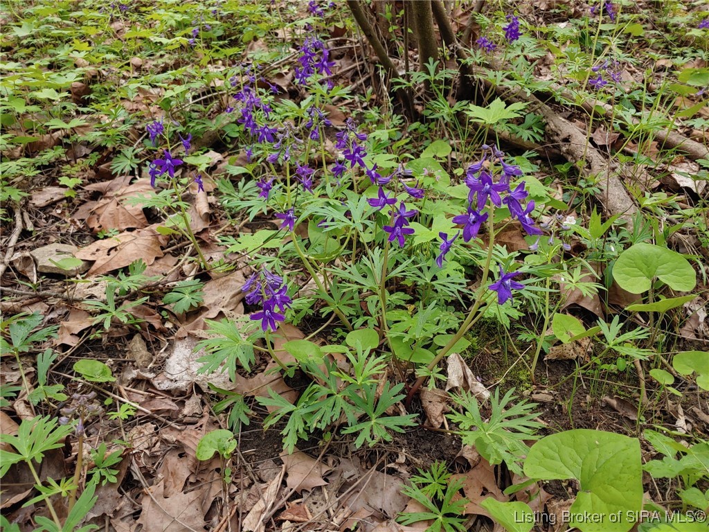 1127 Walnut Street Madison, IN 47250 - Photo 55 of 69