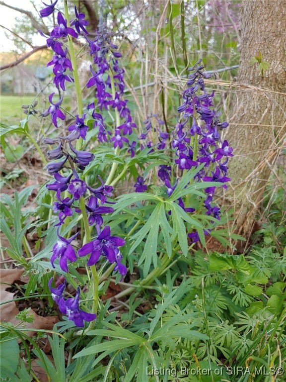 1127 Walnut Street Madison, IN 47250 - Photo 58 of 69