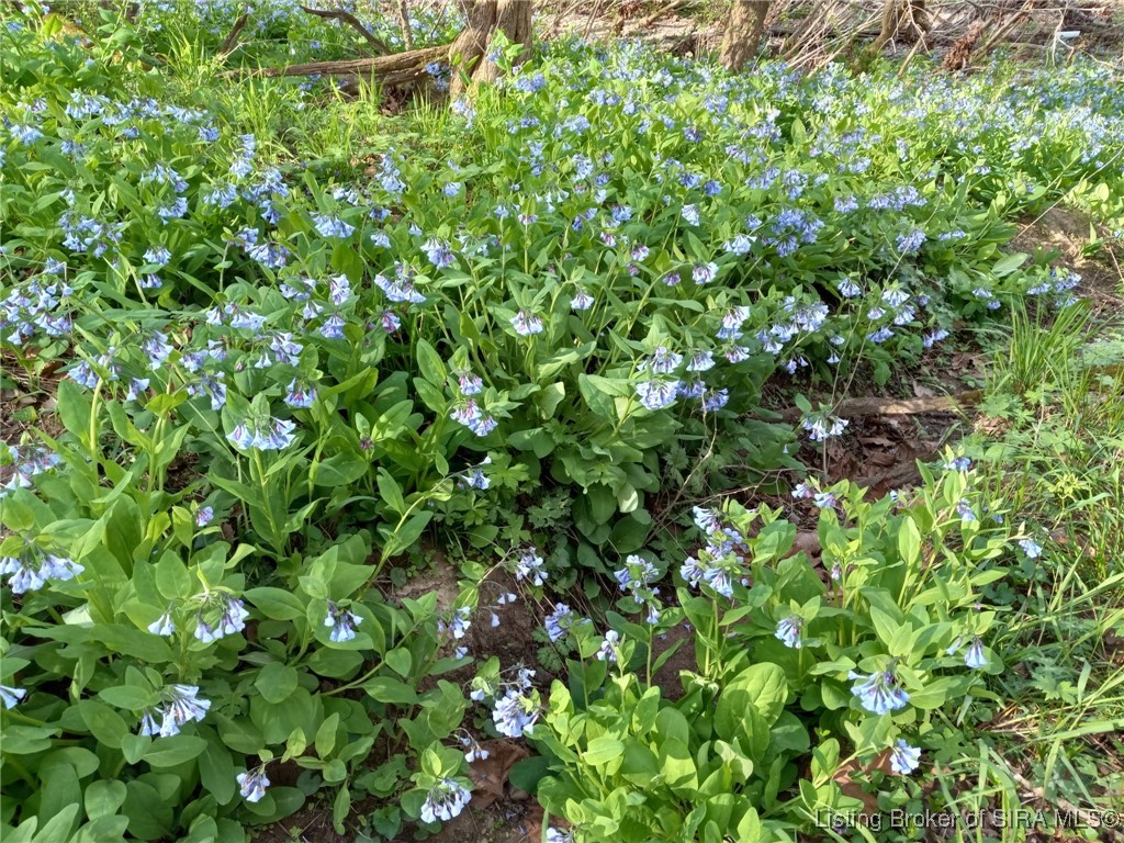 1127 Walnut Street Madison, IN 47250 - Photo 63 of 69
