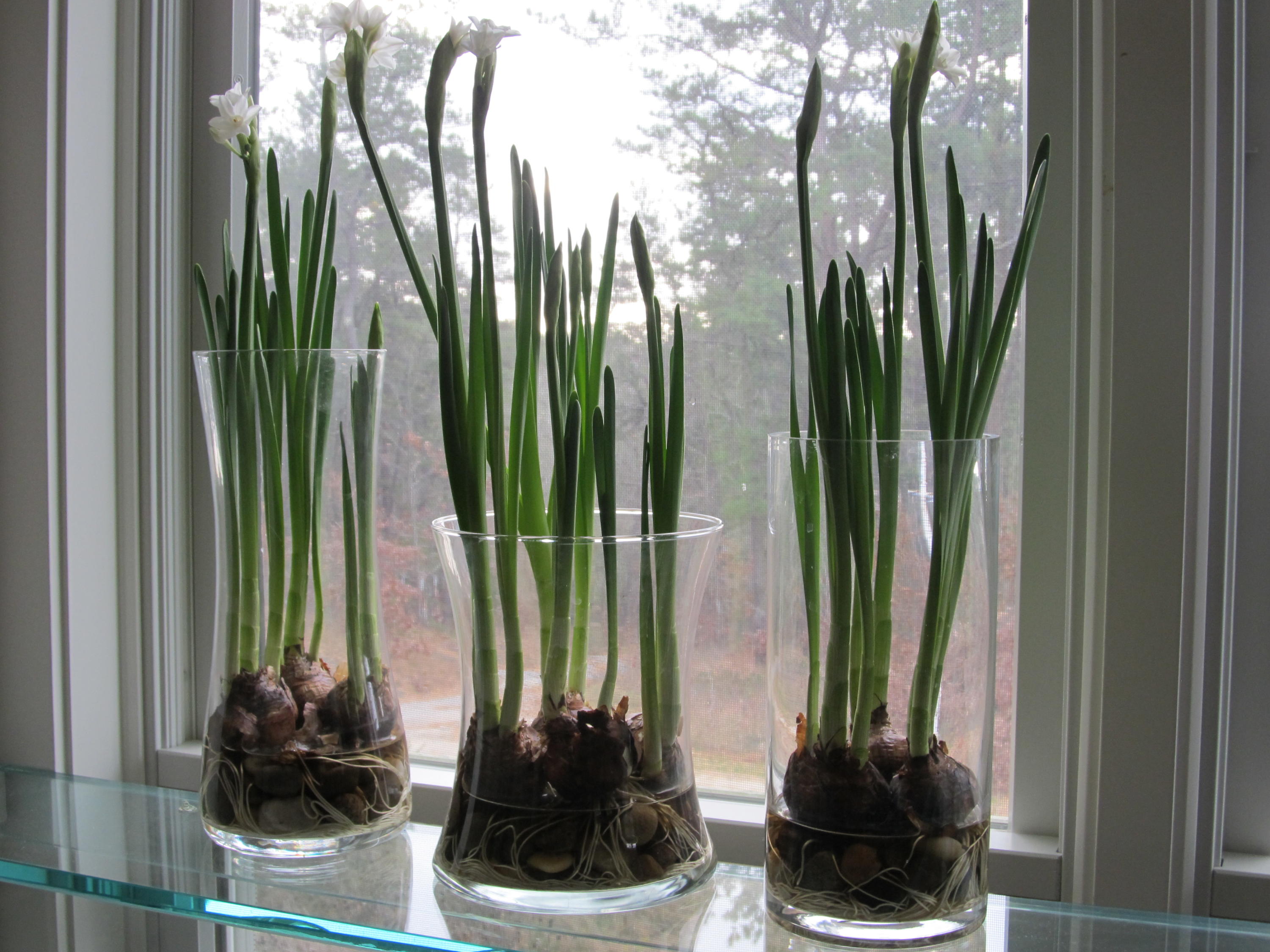 1000 Old County Road Wellfleet, MA 02667 - Photo 16 of 35 a view of a potted plant next to a window