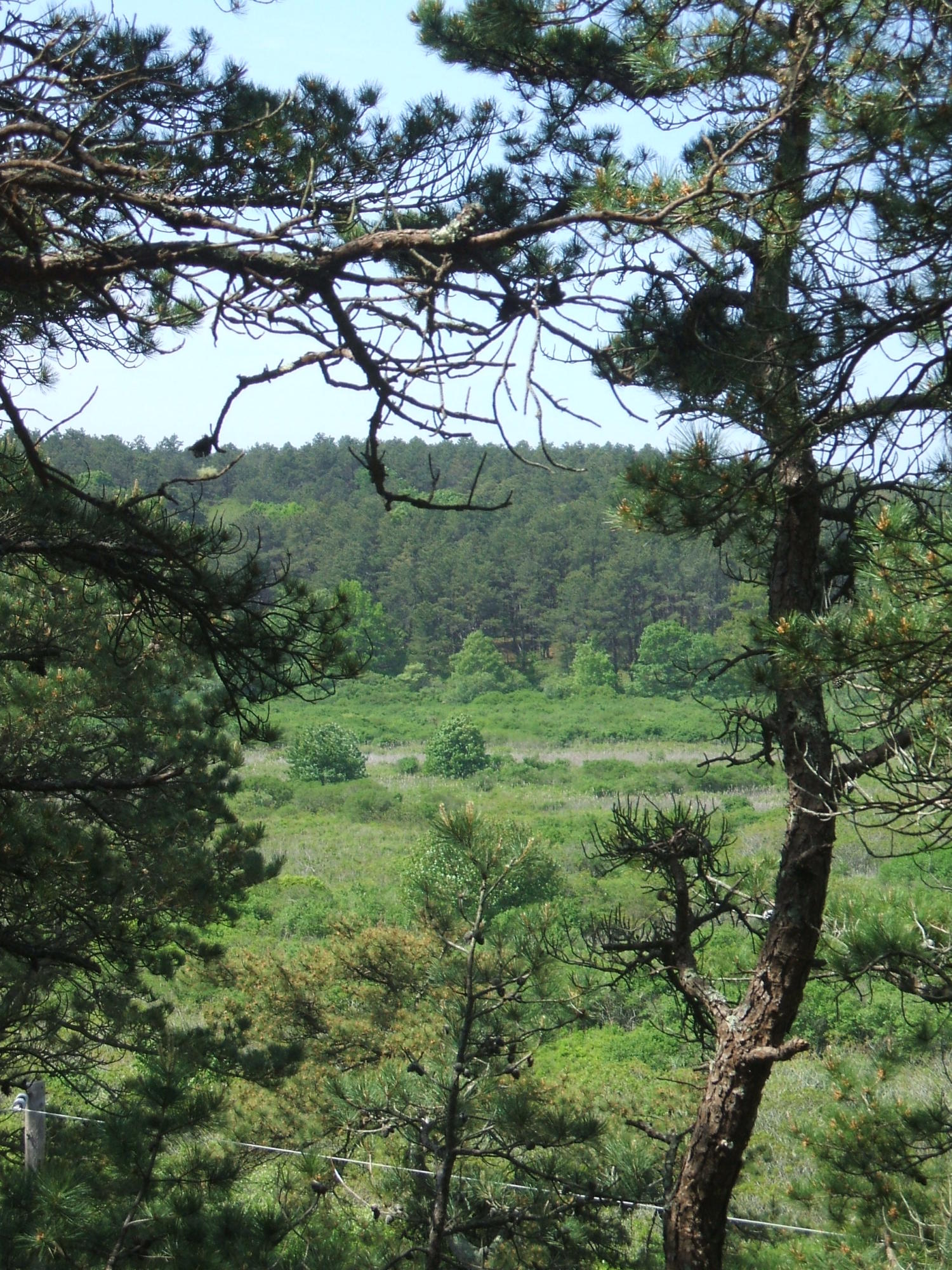 1000 Old County Road Wellfleet, MA 02667 - Photo 6 of 35 a view of a trees in a yard