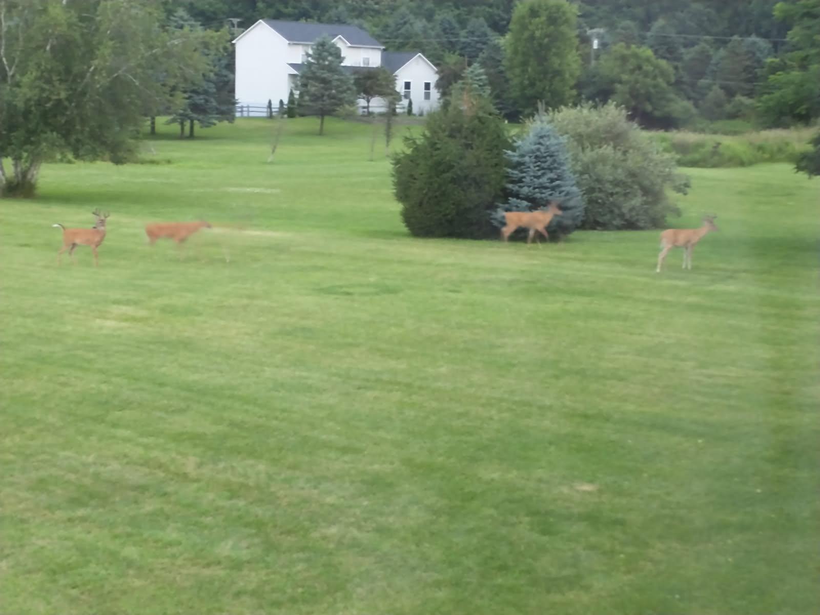 7350 North Territorial Road Dexter, MI 48130 - Photo 51 of 57 image000003 (002)