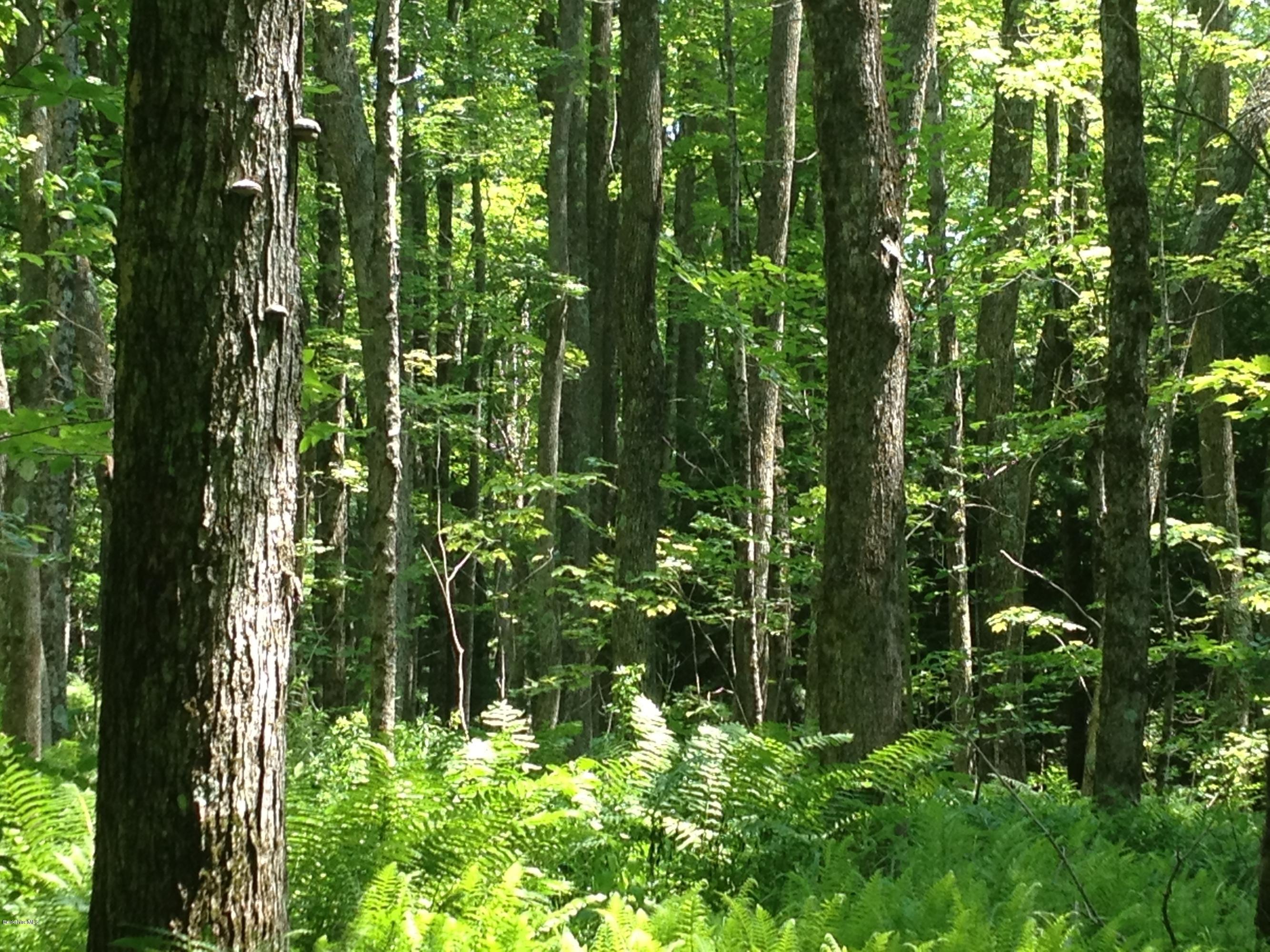 Shade Road Sandisfield, MA 01255 - Photo 2 of 8 a view of a garden