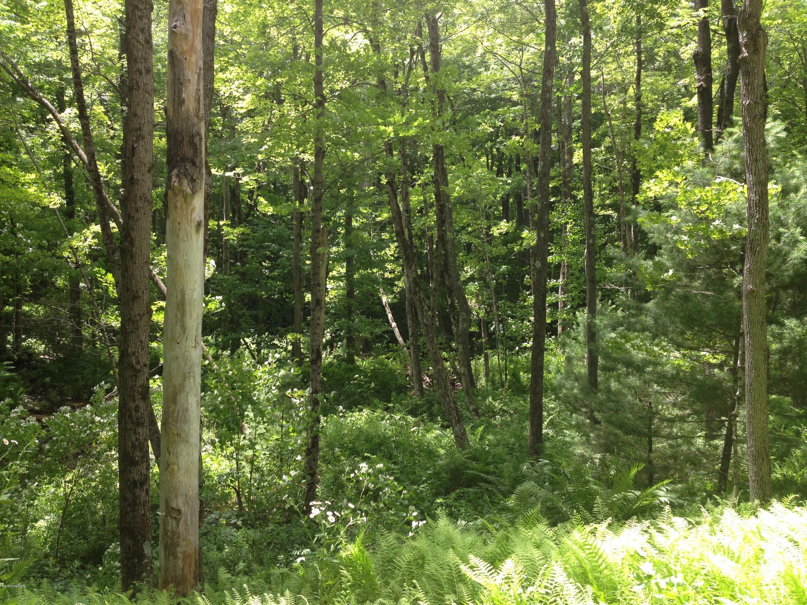 Shade Road Sandisfield, MA 01255 - Photo 5 of 8 a view of a lush green forest