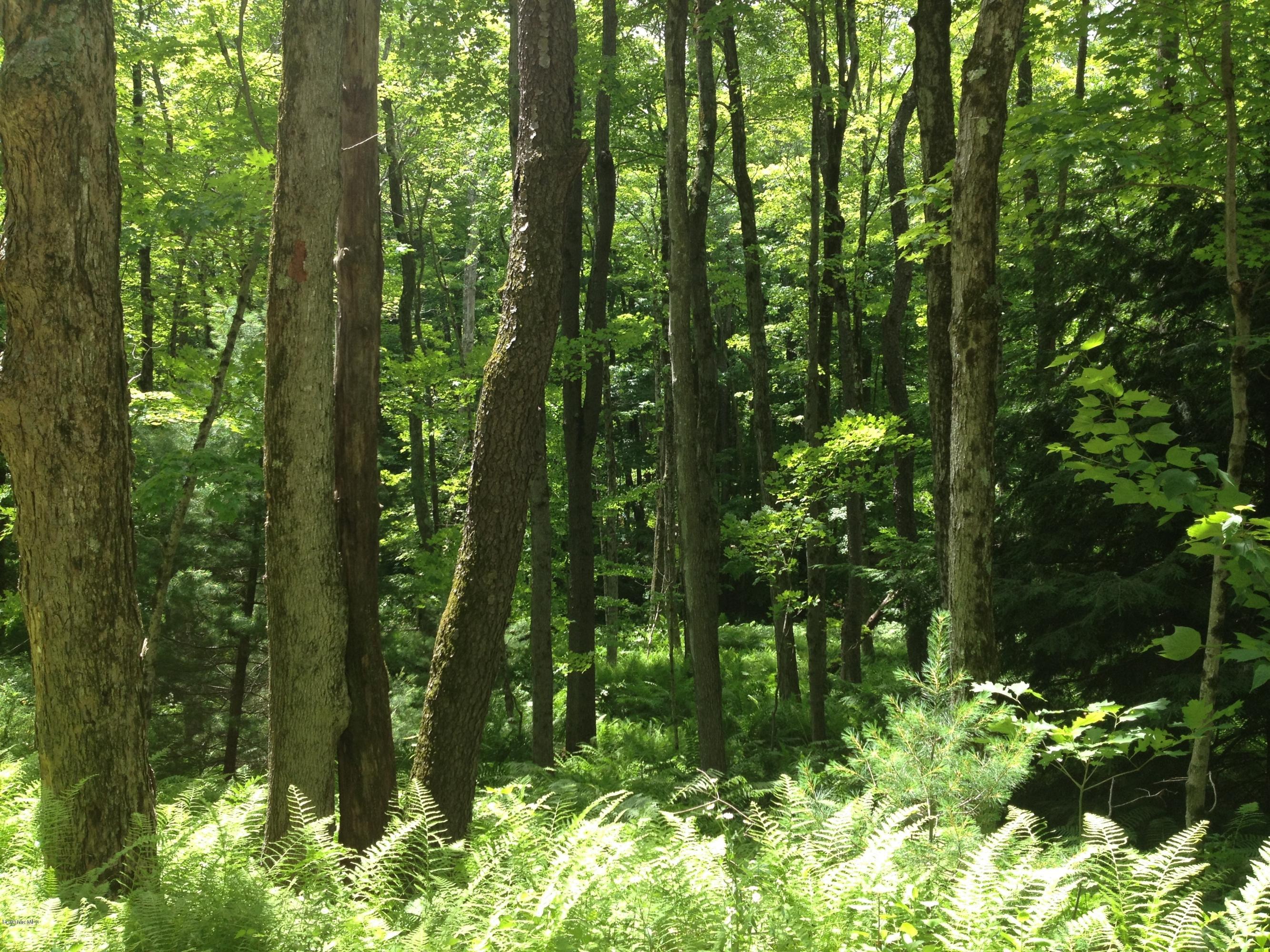 Shade Road Sandisfield, MA 01255 - Photo 6 of 8 a view of forest