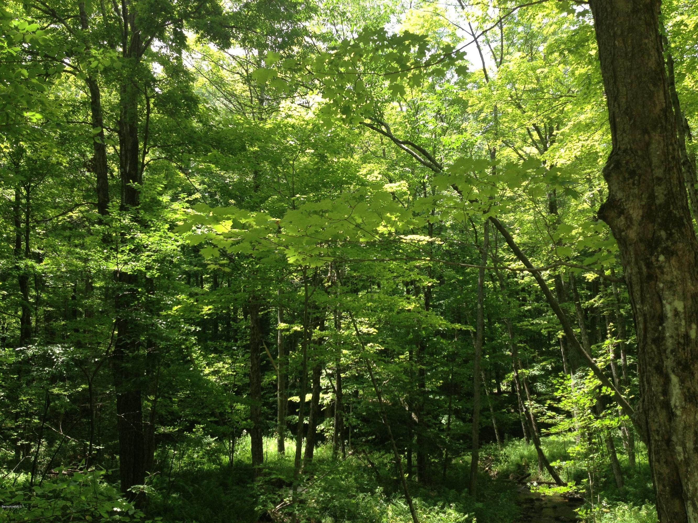 Shade Road Sandisfield, MA 01255 - Photo 7 of 8 a view of a lush green forest