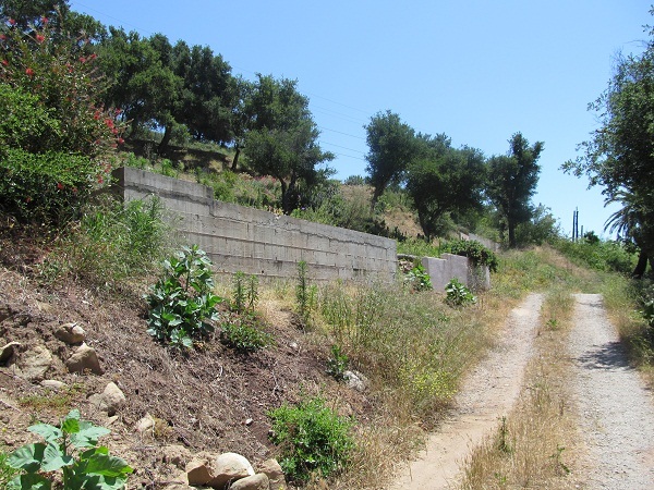 a view of a yard with plants and trees