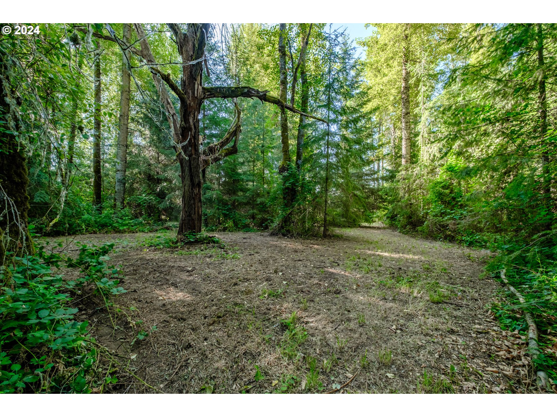 Matheny (lot 3) Road Salem, OR 97303 - Photo 5 of 25 a view of a yard with a tree