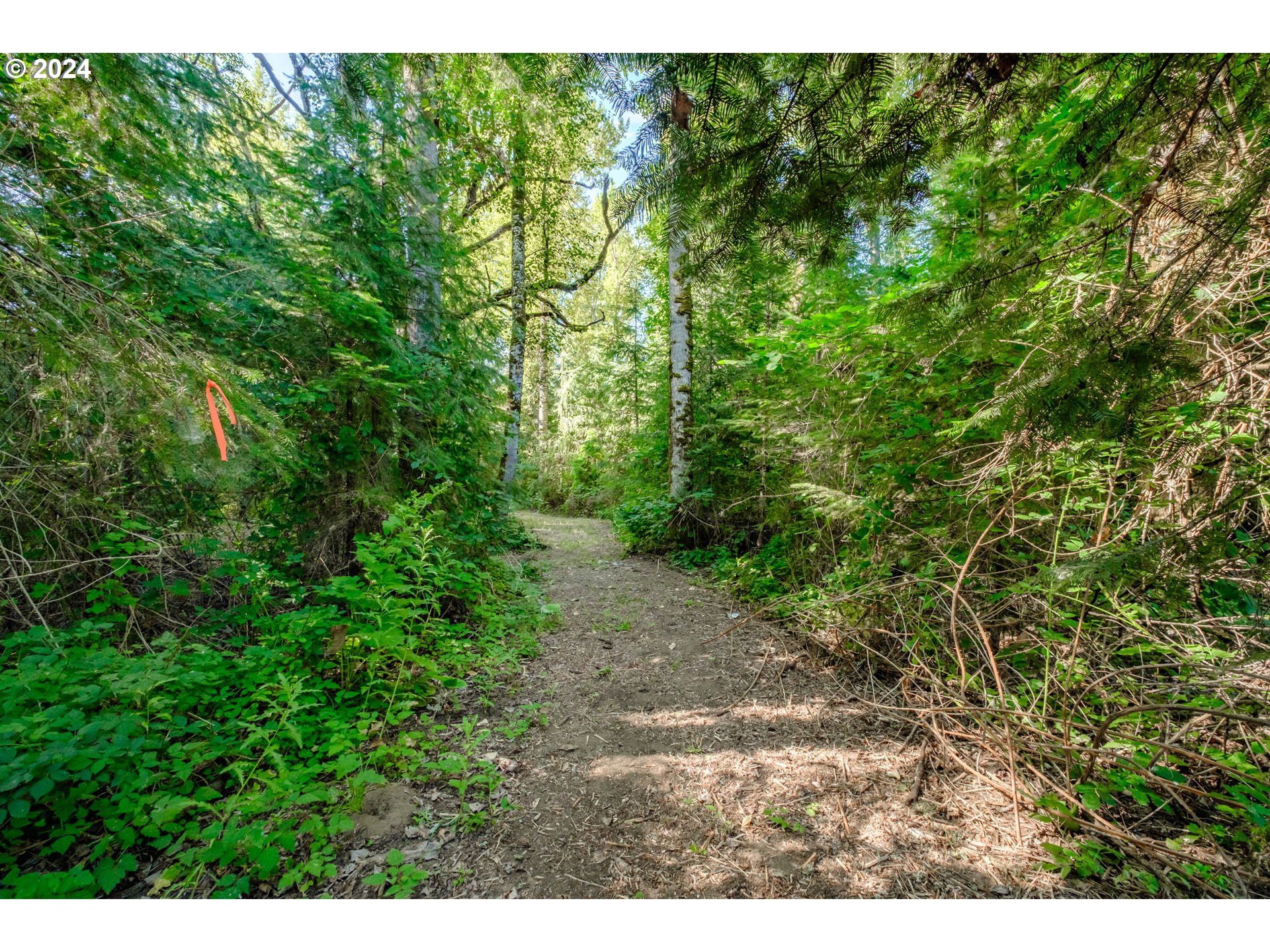 Matheny (lot 3) Road Salem, OR 97303 - Photo 7 of 25 a view of a yard with a tree