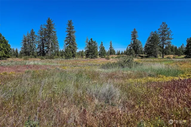 a view of a big yard with a tree