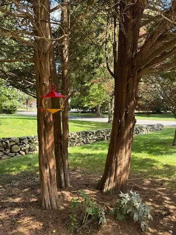 a view of a tree in the middle of a yard