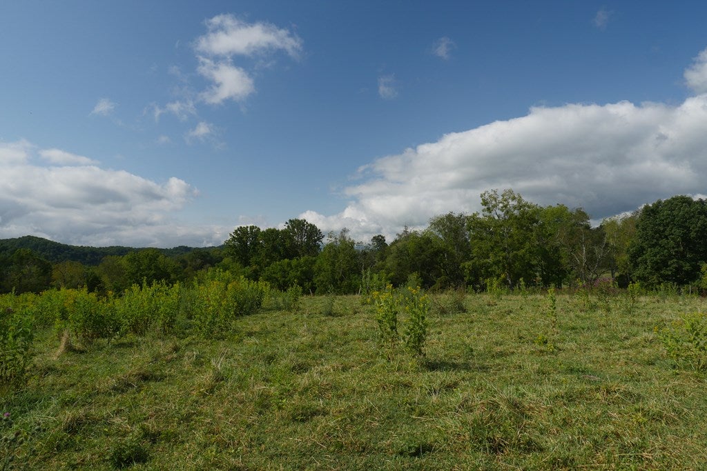 Tbd South Fork River Road Glade Spring, VA 24340 - Photo 8 of 25 Gallery Image 8