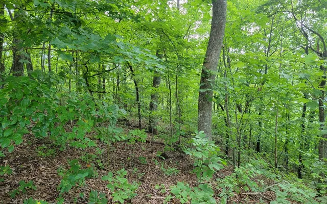 a view of a lush green forest