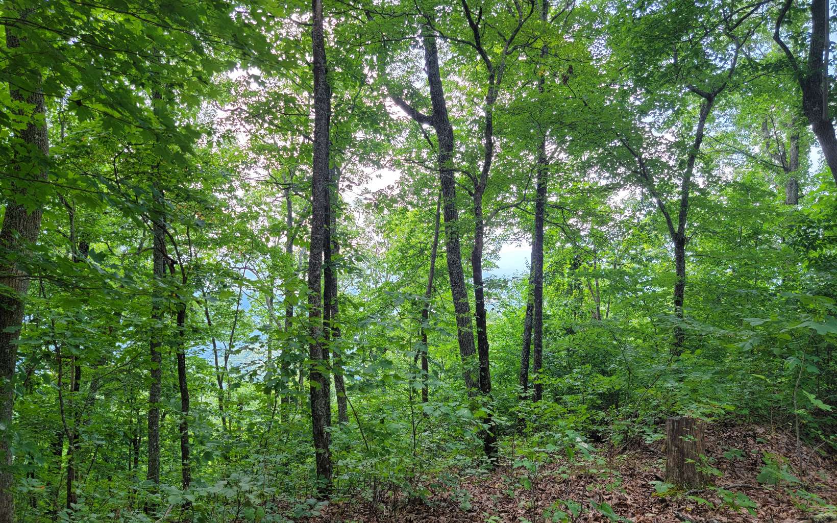 24 Oak Ridge Road Hayesville, NC 28904 - Photo 8 of 17 Additional View