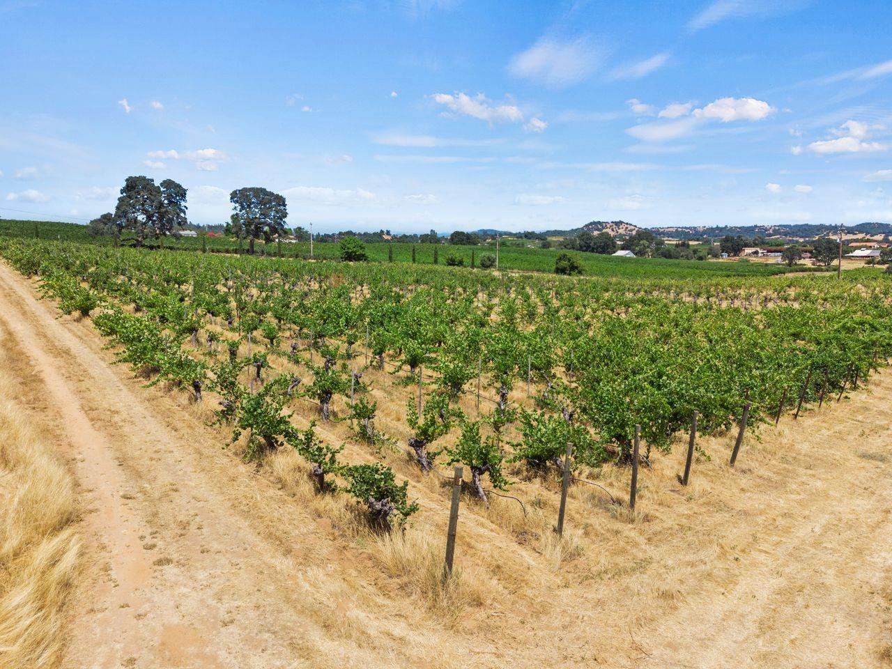 21226 Dickson Road Plymouth, CA 95669 - Photo 31 of 36 a view of a yard with a tree