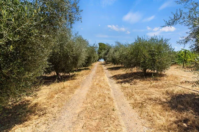 a view of a yard with trees in the background