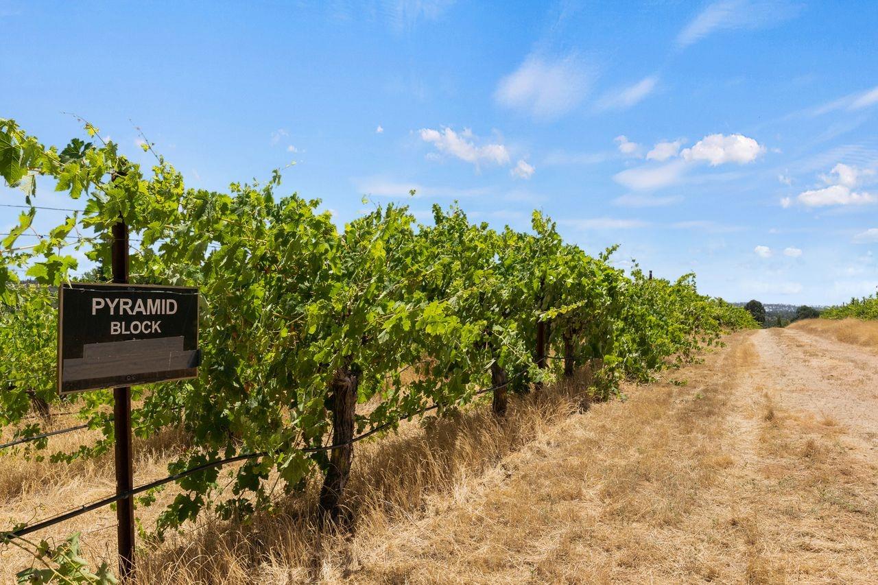 21226 Dickson Road Plymouth, CA 95669 - Photo 7 of 36 a view of a bunch of plants and trees